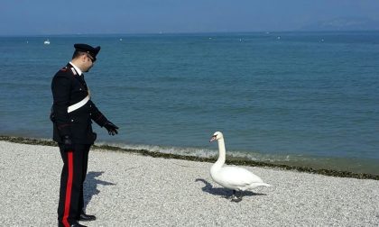 Peschiera, tre 16enni danesi ammazzano un cigno reale