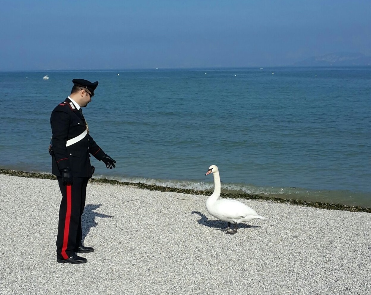 Peschiera, tre 16enni danesi ammazzano un cigno reale