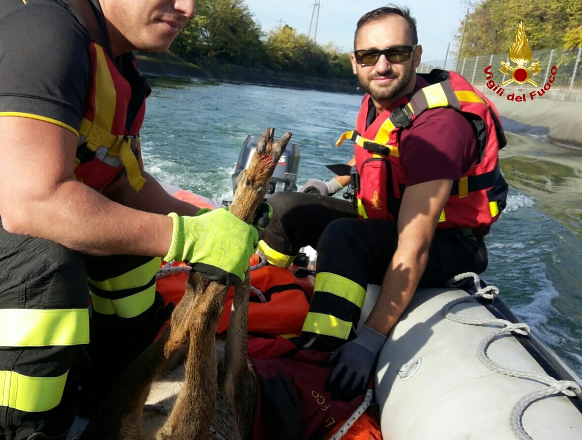 Salvato un capriolo nel canale Biffis