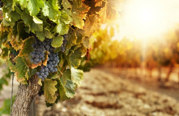 Vendemmia, in sofferenza Soave, Bardolino e Custoza