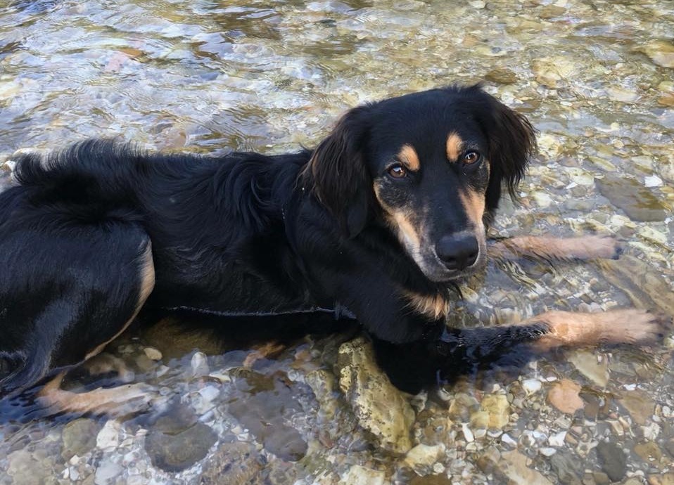 Aiutateci a trovare Pepe, è scomparso da un mese