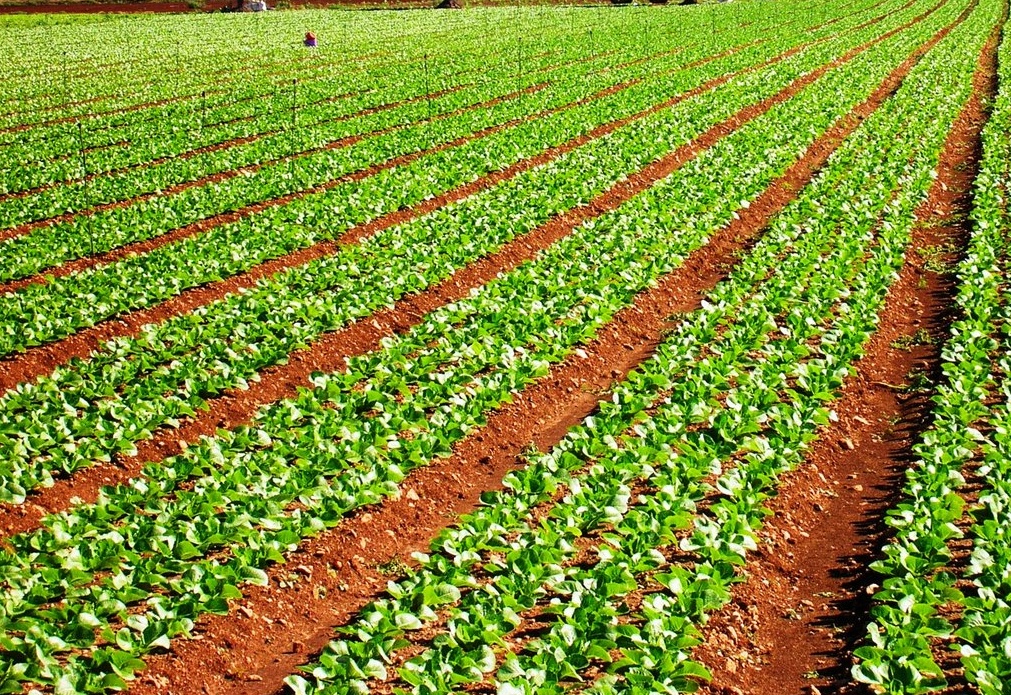 VILLAFRANCA: RITROVATI RESTI UMANI IN UN CAMPO