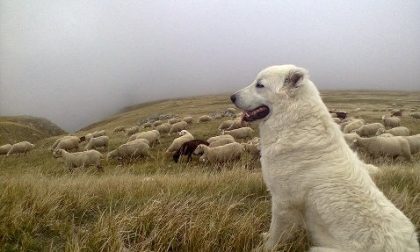 Lupi, consegnati otto cani pastore agli allevatori