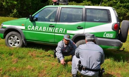 Quasi 90 persone denunciate a Verona nel 2017