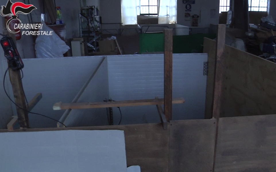 Allevamento-lager, il VIDEO all’interno