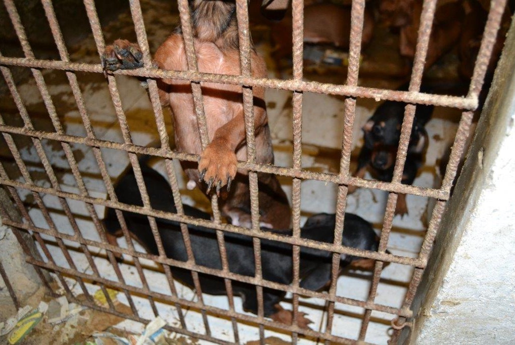 Cani malnutriti e malati, rinviati a giudizio i titolari di un allevamento a Isola della Scala
