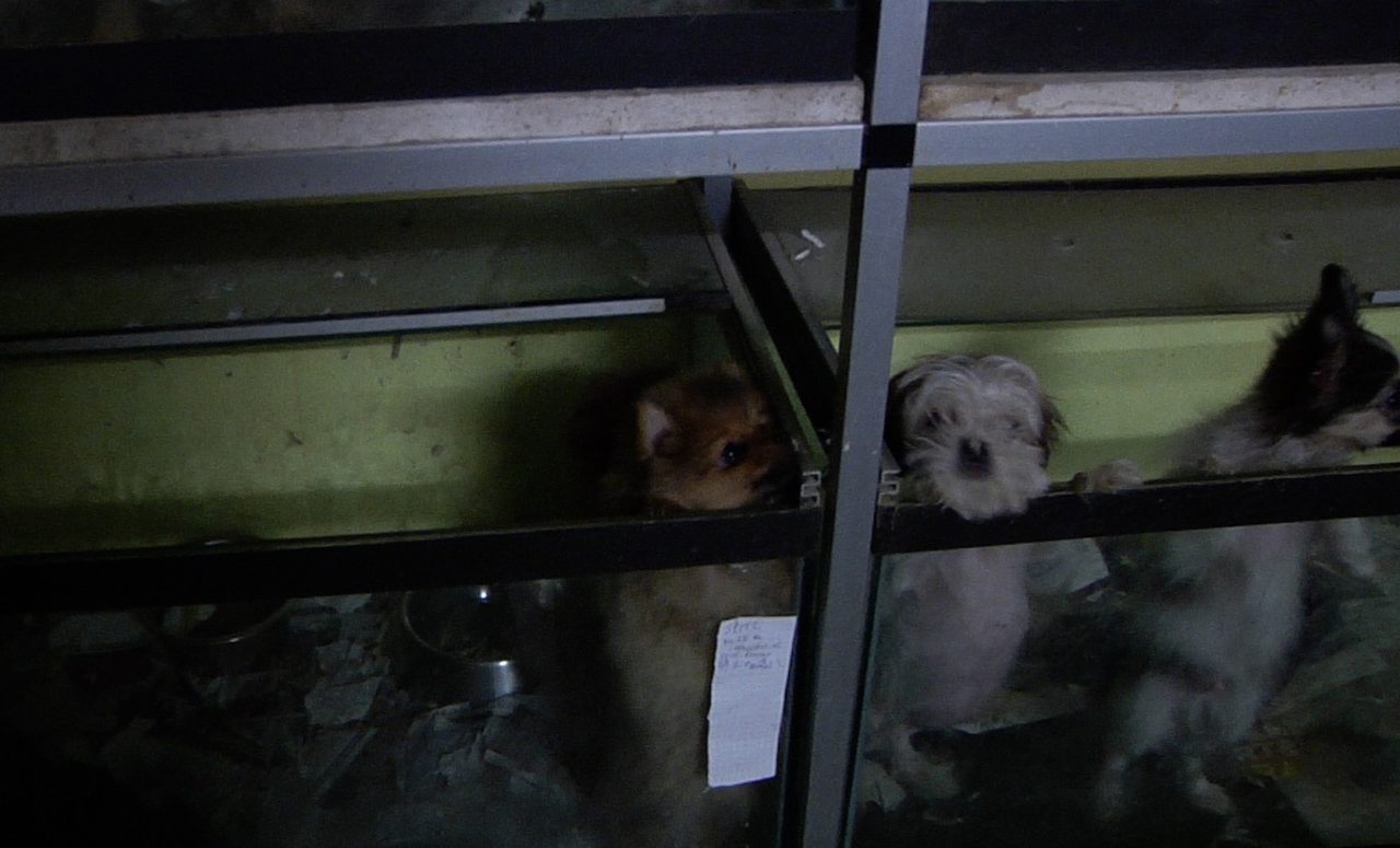 Cani negli acquari, immagini shock da Nogarole