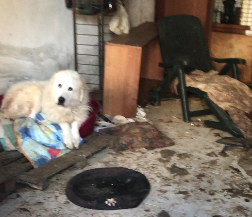 Sona, sequestrati cani e gatti all’animalista