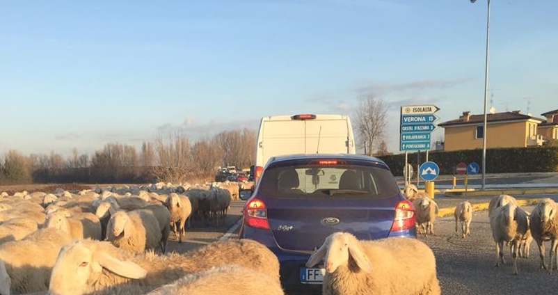 Vigasio, sorpresa questa mattina per gli automobilisti