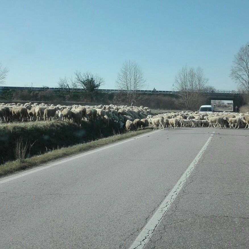 Gregge di pecore per le vie di Ca’ degli Oppi