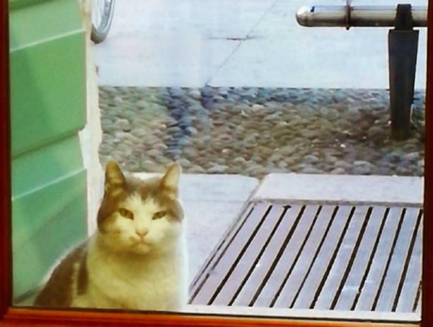Carter, il gatto della piazza. Il vero sindaco è lui