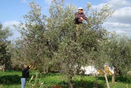 Netta diminuzione degli infortuni in agricoltura a Verona