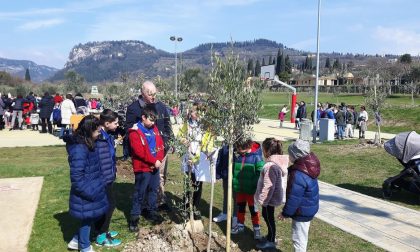 Piantumati 230 olivi a Bardolino