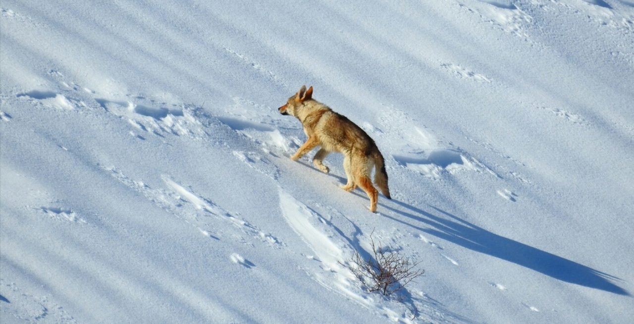 Lupo della Lessinia l’animale catturato è un cane
