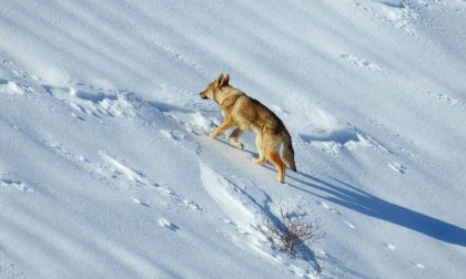 Lupo della Lessinia l'animale catturato è un cane