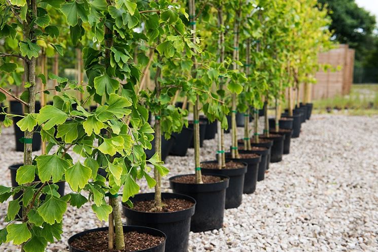 Festa del papà Arcole un albero per ogni nuovo nato