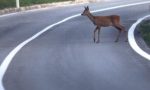 Caprioli sulla strada paura per un'autista a Cologna Veneta