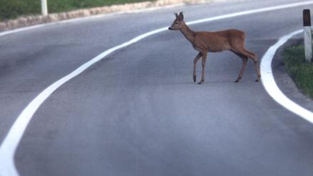 Caprioli sulla strada paura per un’autista a Cologna Veneta