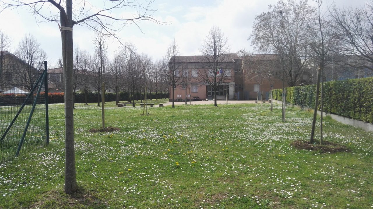 Nuovi alberi piantati a Sommacampagna