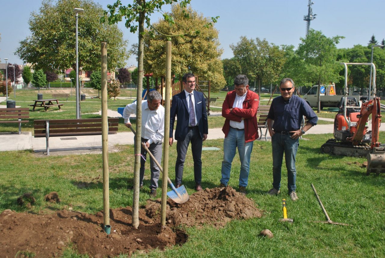 Nuovi alberi a Verona