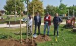 Nuovi alberi a Verona