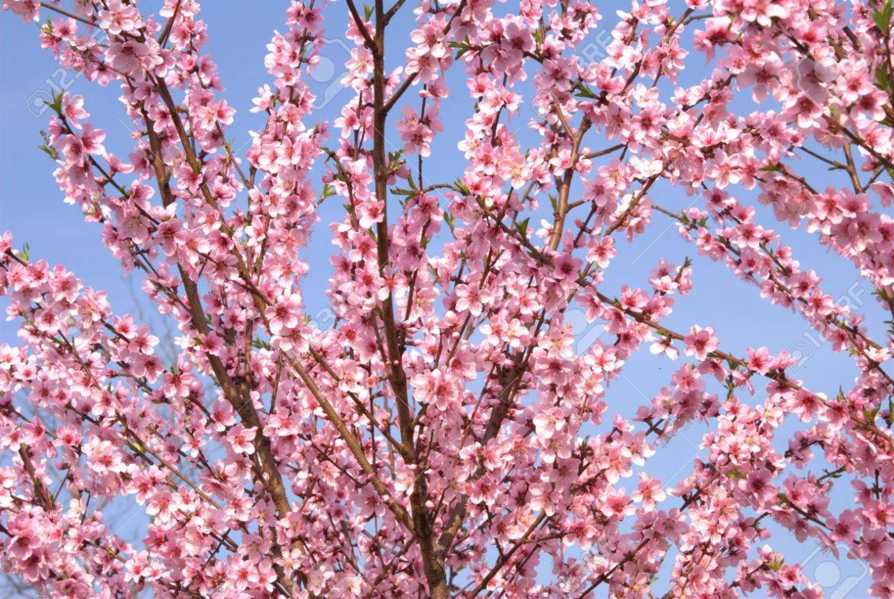 Benvenuta primavera Mozzecane in fiore