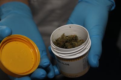 Coltivare cannabis non è reato per la Cassazione