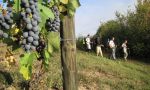 Camminata tra le colline del Soave classico