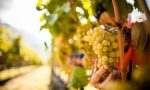 Il vino veneto mette le ali Verona top per produzione