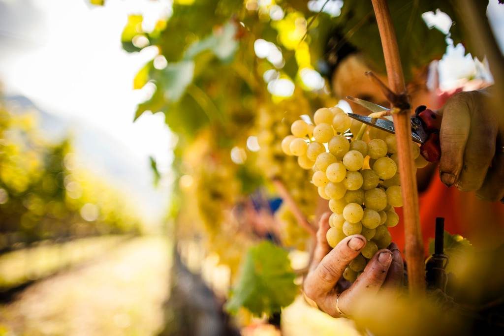 Il vino veneto mette le ali Verona top per produzione