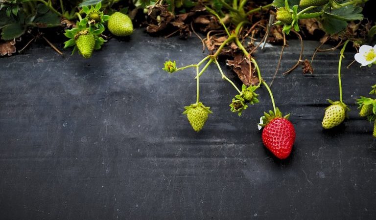 Caldo e orticole mature