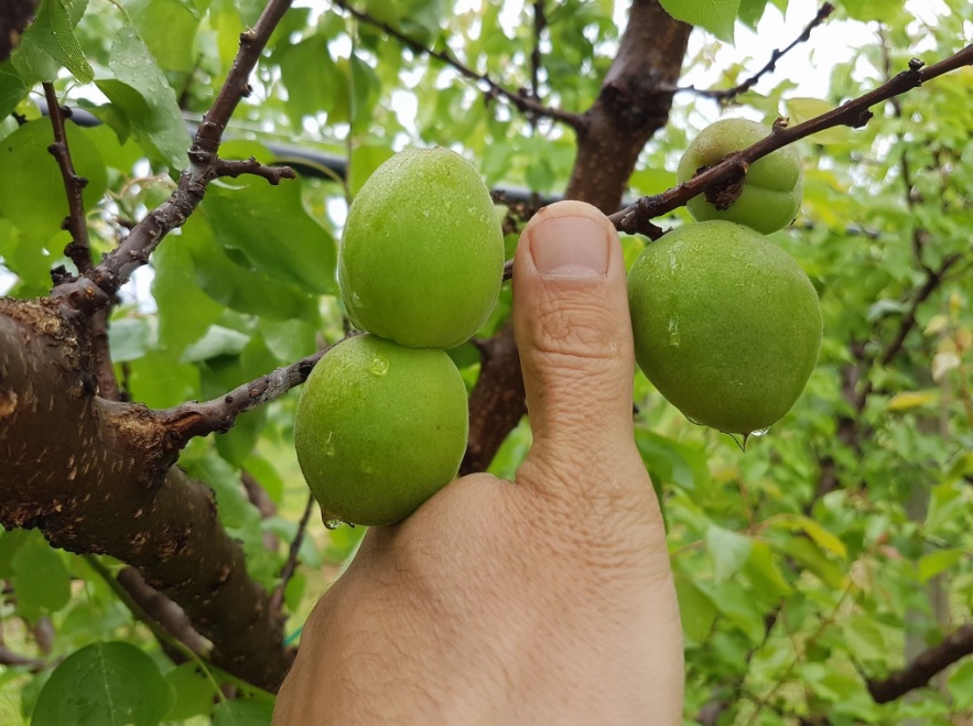 Allarme Confagricoltura per la produzione di frutta nel veronese