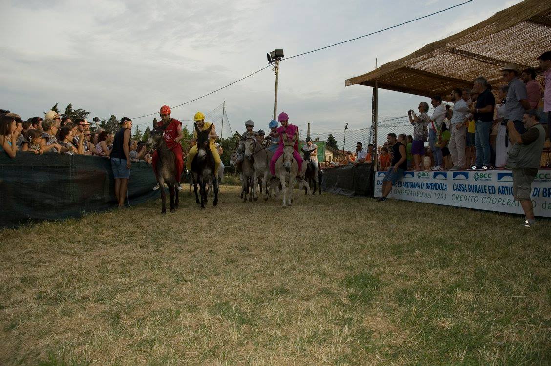 Antico palio dei mussi è partito il conto alla rovescia