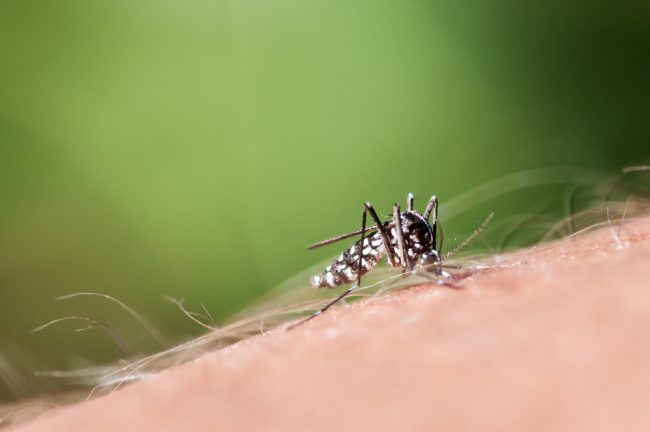 Nuovo contagio da Chikungunya, quarto caso autoctono: la paziente non è grave, disinfestazione in città