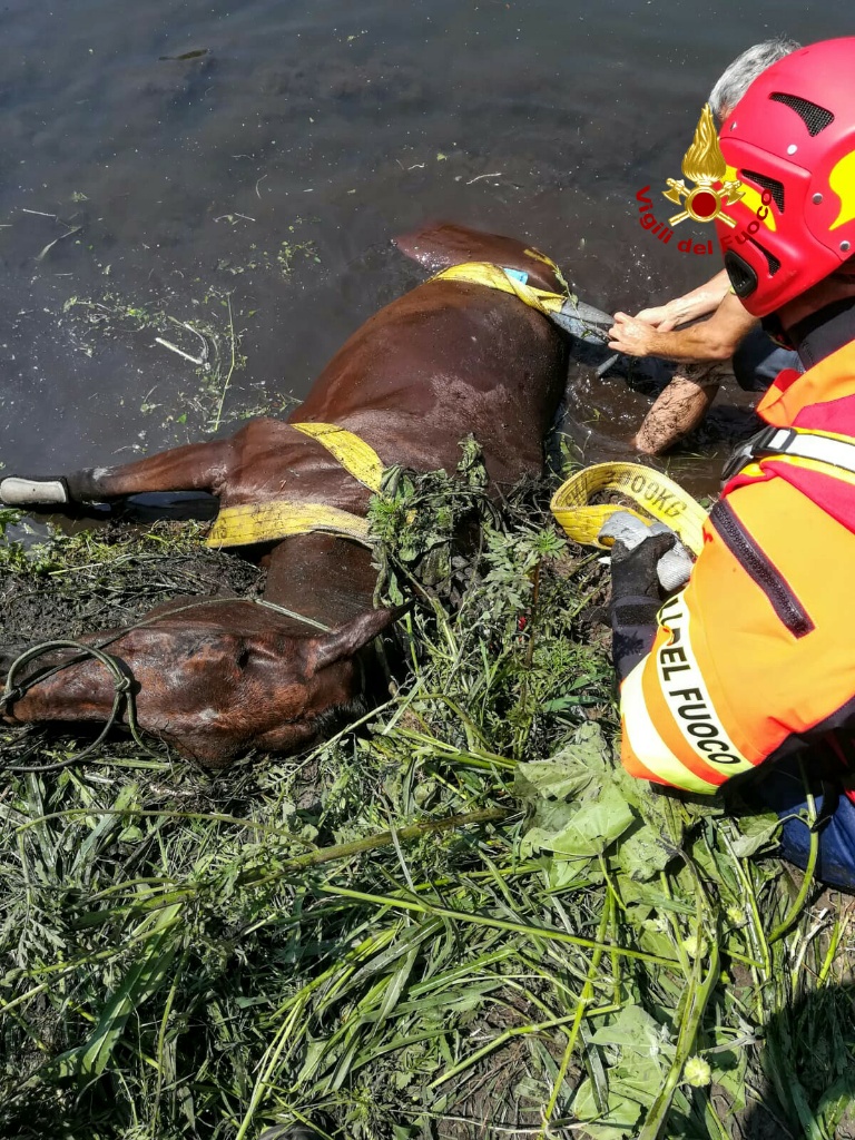 Cavallo salvato dai pompieri
