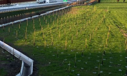Un'area verde a Caselle per la mitigazione ambientale