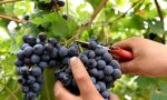 Vendemmia, buona qualità e partenza in anticipo nel veronese