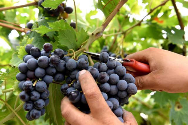 Vendemmia, buona qualità e partenza in anticipo nel veronese