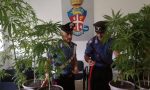 Coltiva marjuana, denunciato