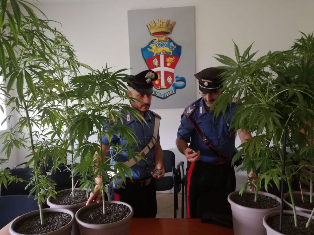 Coltiva marjuana, denunciato