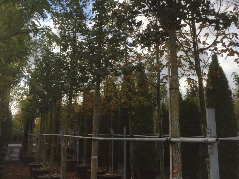 Danneggiati alberi appena piantati in viale delle Nazioni