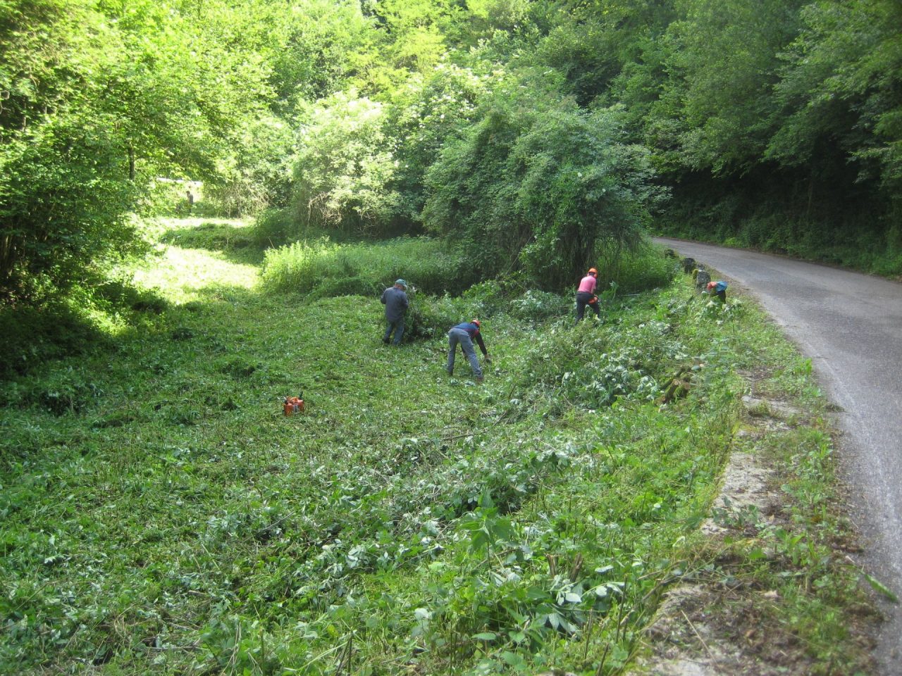 Interventi forestali nel veronese