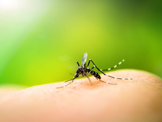 West Nile blister «Aquatain Drops» gratuito a Legnago