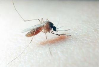 West Nile: zanzare infette, ordinanza anche a Legnago