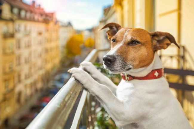 Basta animali su balconi: arrivano le sanzioni