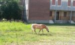 Biblioteca Montecchia il giardiniere è un cavallo