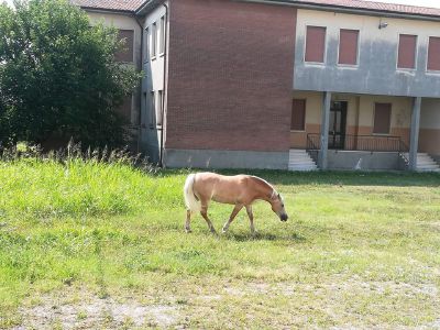 Biblioteca Montecchia il giardiniere è un cavallo