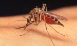 Zanzare e virus West Nile la Regione vara il piano di prevenzione