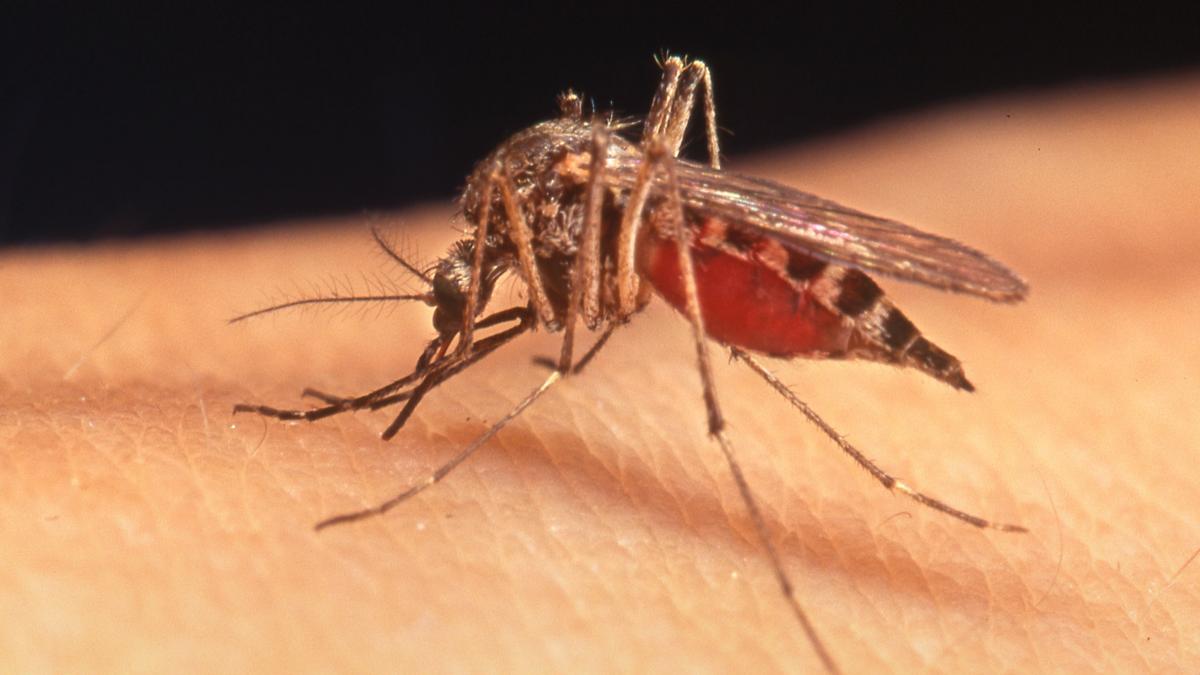 Ordinanza del sindaco per la disinfestazione dopo i casi West Nile