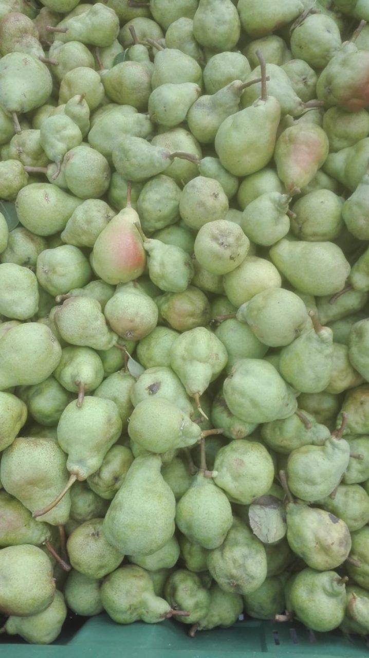 cimice asiatica pere